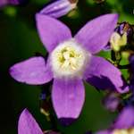 Image: Fifth image from the photoset 'escher blummen (xcvii)'.