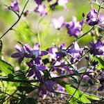 Image: Sixth image from the photoset 'escher blummen (xcvii)'.