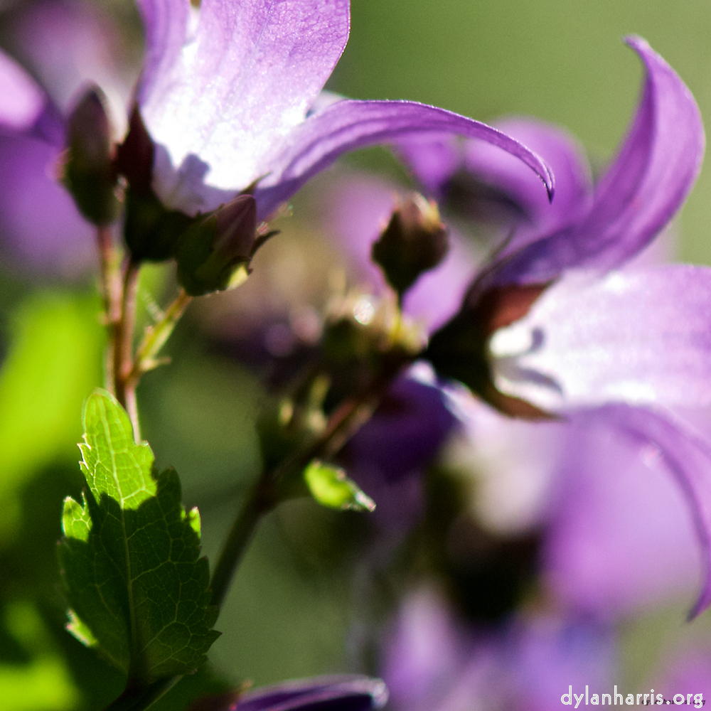 Image: Image 'escher blummen (xcviii) 2'.