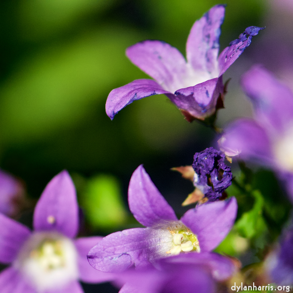 Image: Image 'escher blummen (xcviii) 3'.