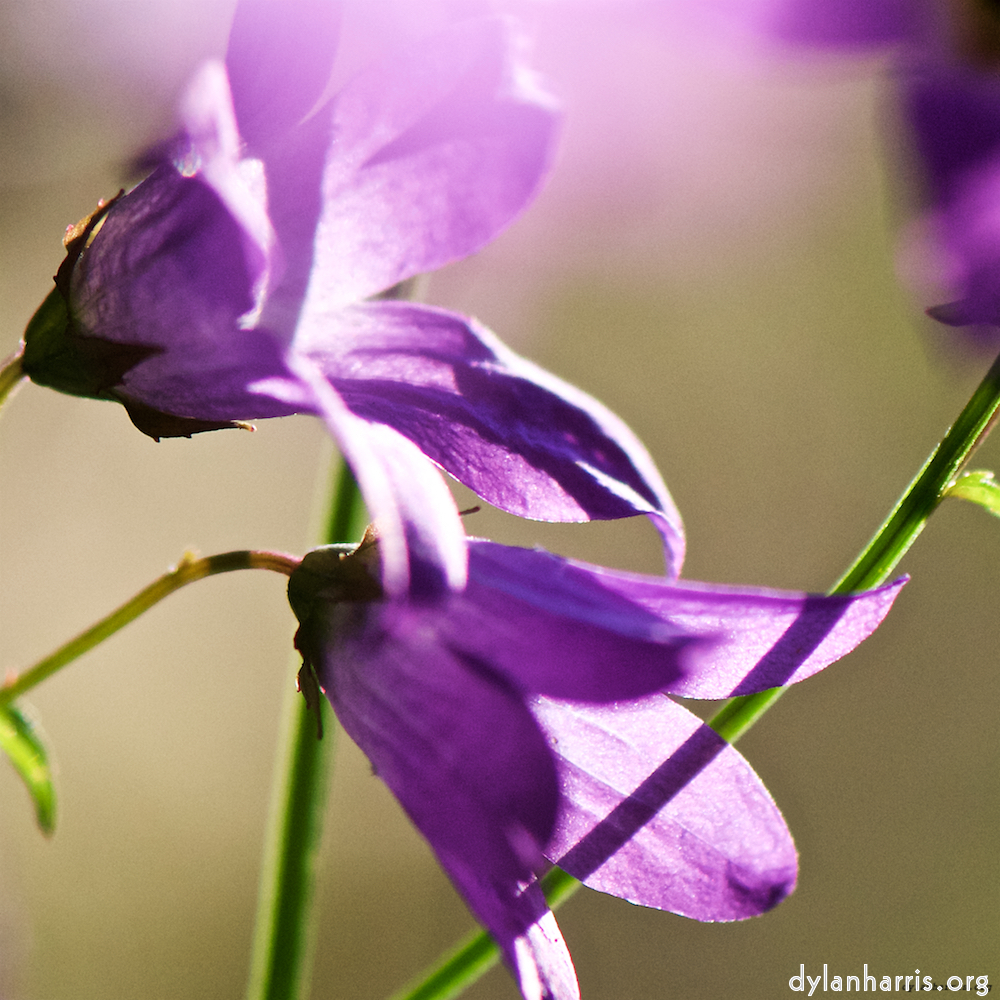 Image: Image 'escher blummen (xcviii) 5'.