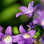 Image: Third image from the photoset 'escher blummen (xcviii)'.