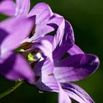 Image: Fourth image from the photoset 'escher blummen (xcviii)'.