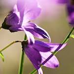 Image: Fifth image from the photoset 'escher blummen (xcviii)'.