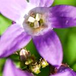 Image: Sixth image from the photoset 'escher blummen (xcviii)'.