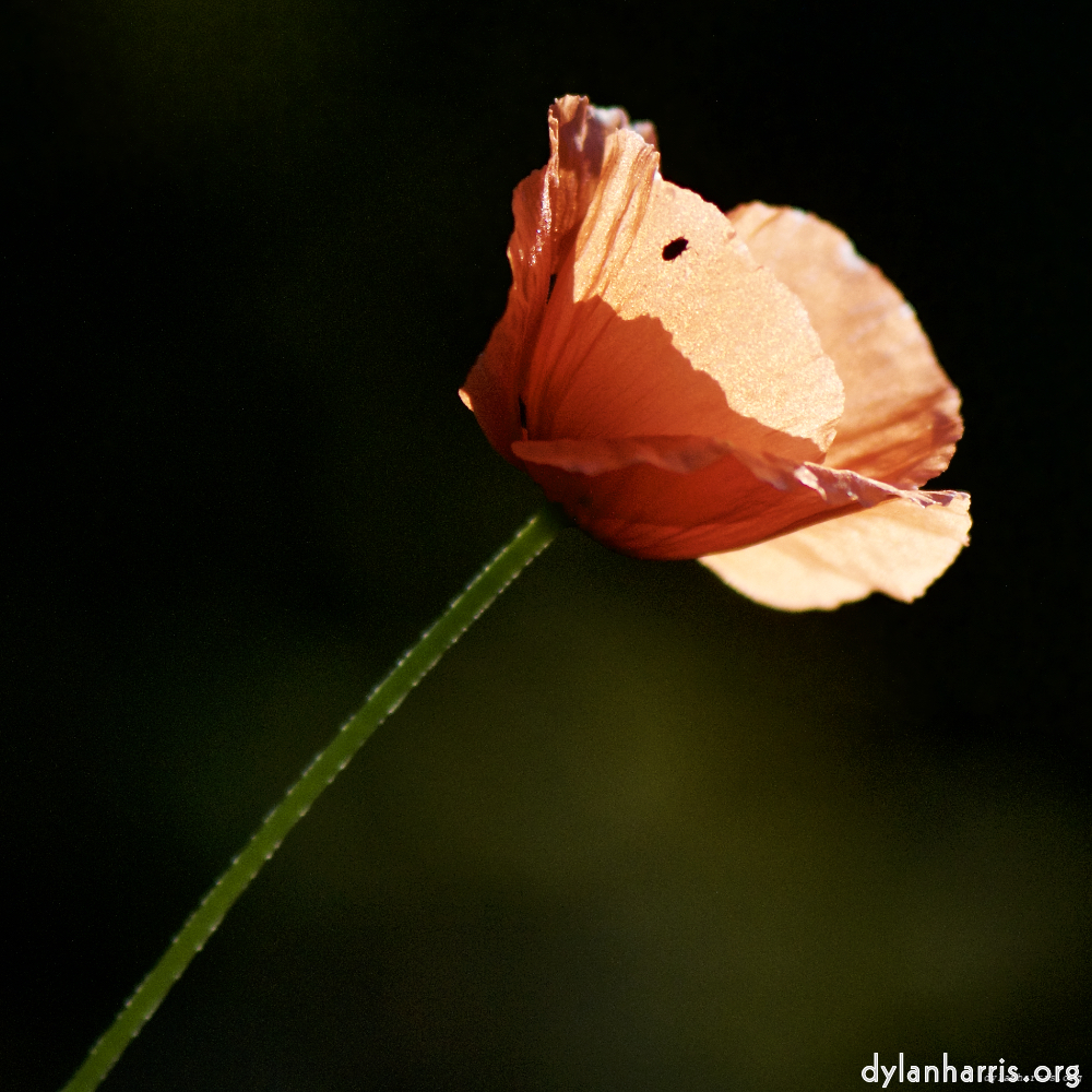 Image: Image 'escher blummen (ic) 2'.