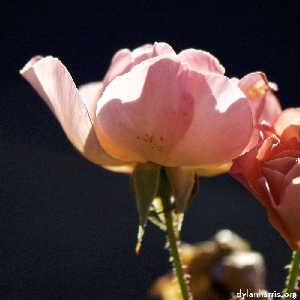 image: This is &lsquo;flowers of esch (ic) 6&rsquo;.