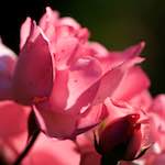 Image: First image from the photoset 'escher blummen (ic)'.