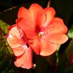 Image: Third image from the photoset 'escher blummen (ic)'.