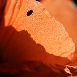 Image: Fifth image from the photoset 'escher blummen (ic)'.