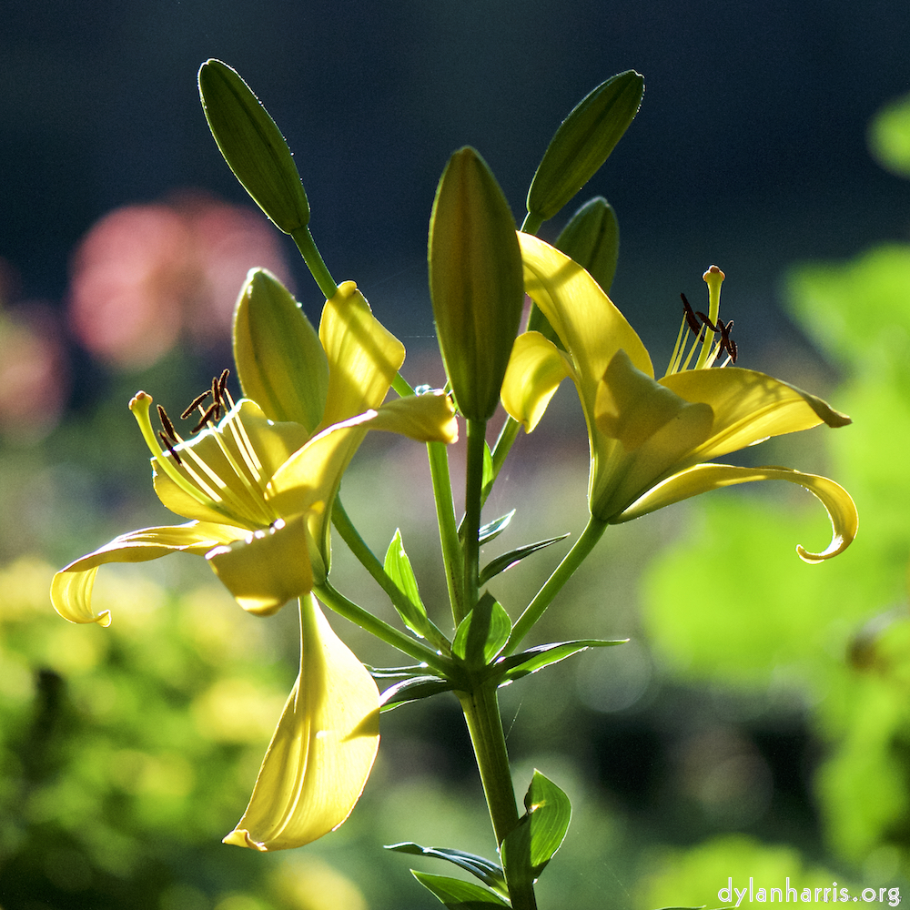 Image: Image 'escher blummen (c) 3'.