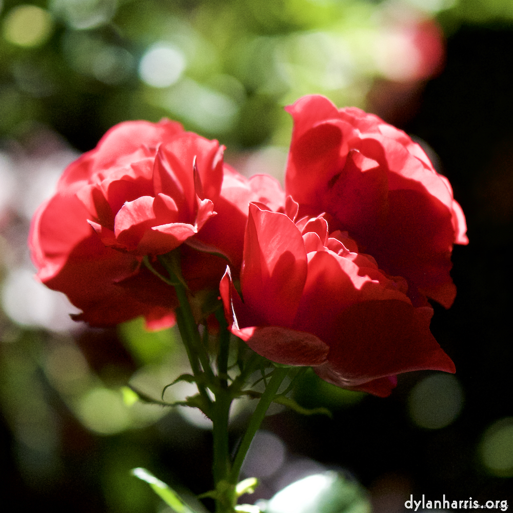 Image: Image 'escher blummen (c) 5'.