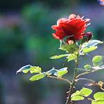 Image: Second image from the photoset 'escher blummen (c)'.