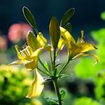 Image: Third image from the photoset 'escher blummen (c)'.