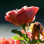 Image: Fourth image from the photoset 'escher blummen (c)'.