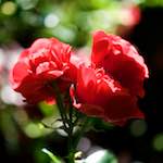 Image: Fifth image from the photoset 'escher blummen (c)'.