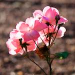 Image: Sixth image from the photoset 'escher blummen (c)'.