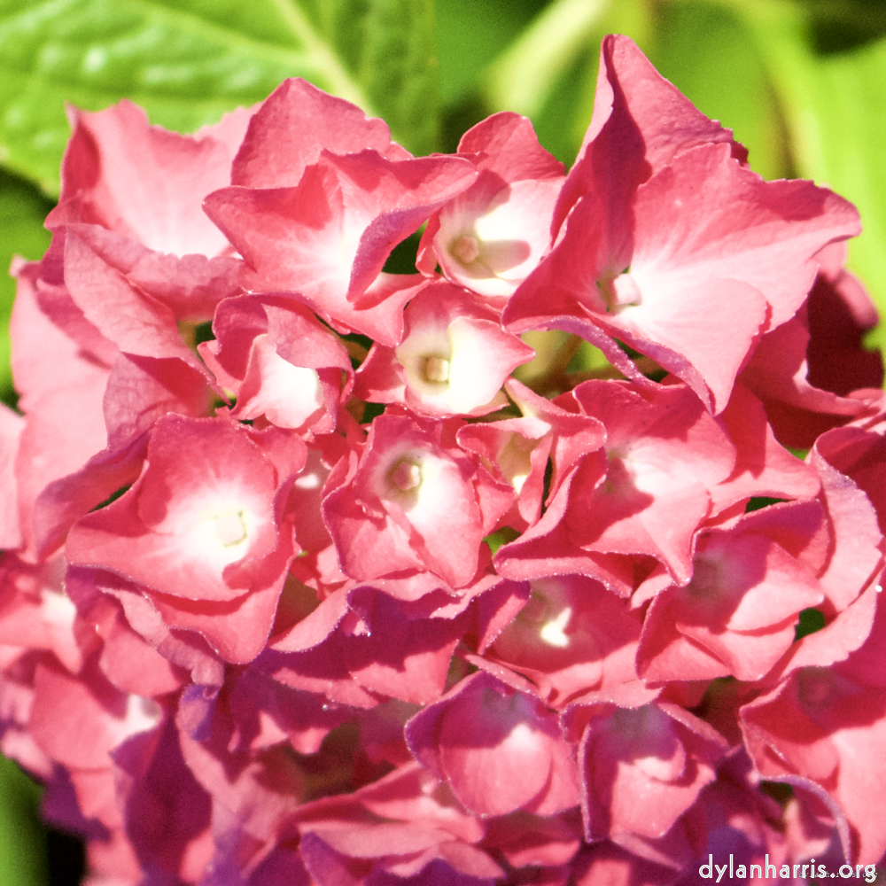 Image: Image 'escher blummen (ci) 2'.