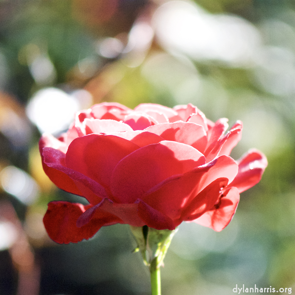 Image: Image 'escher blummen (ci) 3'.