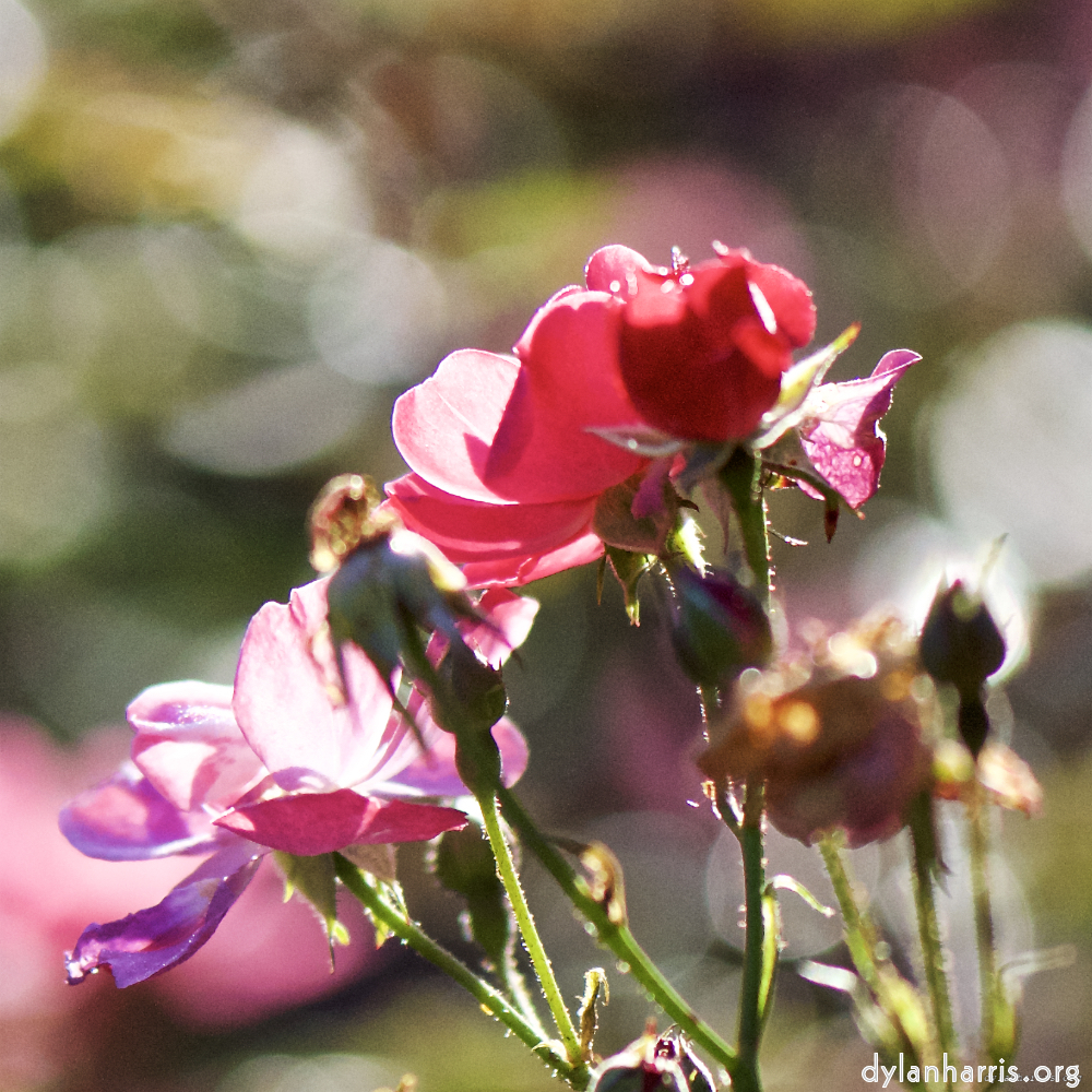 Image: Image 'escher blummen (ci) 4'.