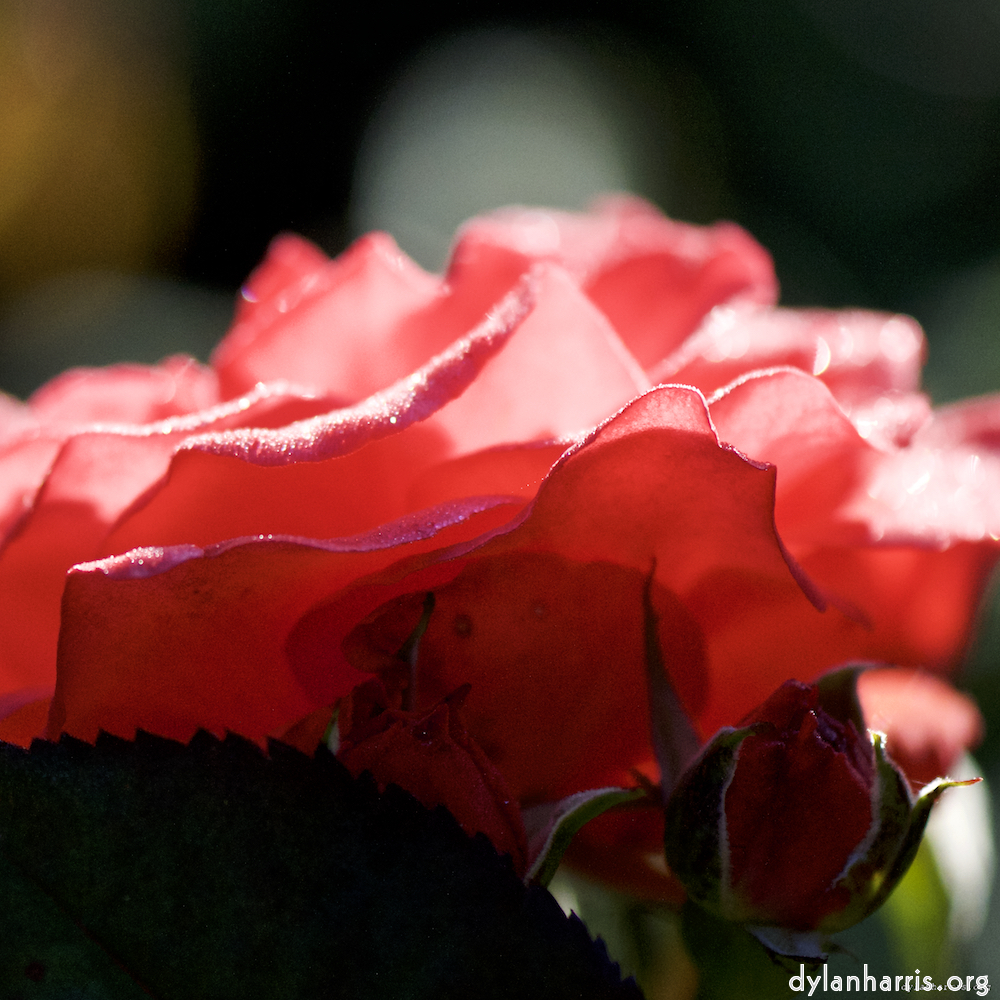 Image: Image 'escher blummen (ci) 5'.