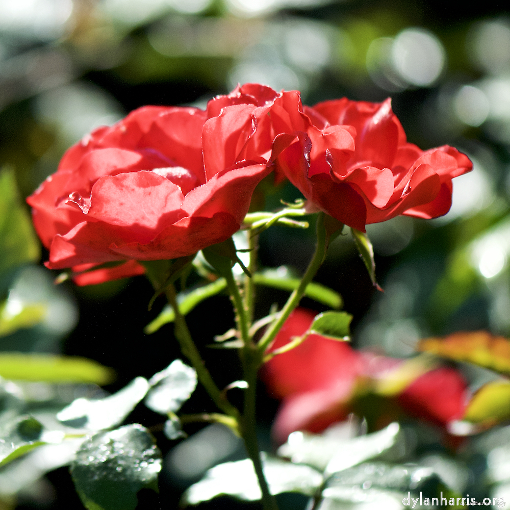 Image: Image 'escher blummen (ci) 6'.