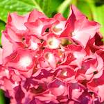 Image: Second image from the photoset 'escher blummen (ci)'.