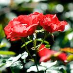 Image: Sixth image from the photoset 'escher blummen (ci)'.