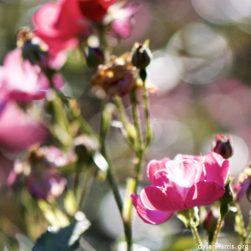 Image: Image 'escher blummen (cii) 3'.