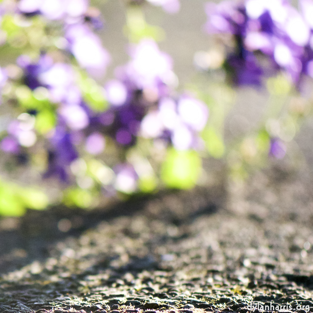 image: This is &lsquo;flowers of esch (cii) 5&rsquo;.