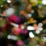 Image: First image from the photoset 'escher blummen (cii)'.