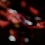 Image: Second image from the photoset 'escher blummen (cii)'.