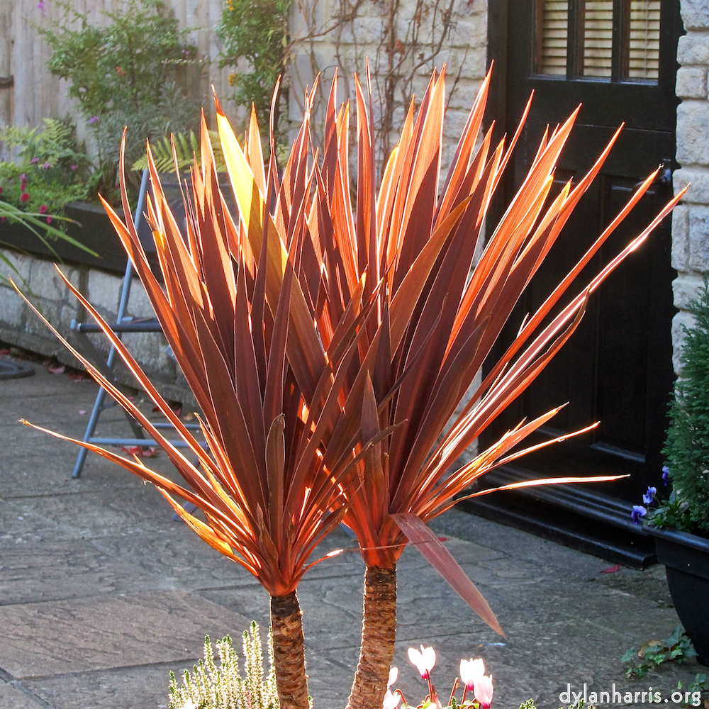 image: This is &lsquo;flower (xix) 2&rsquo;.