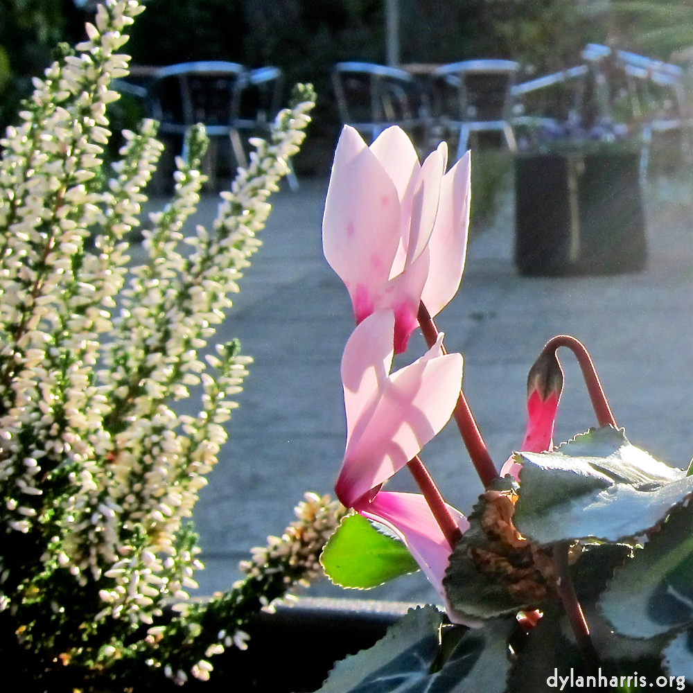 image: This is &lsquo;flower (xix) 1&rsquo;.