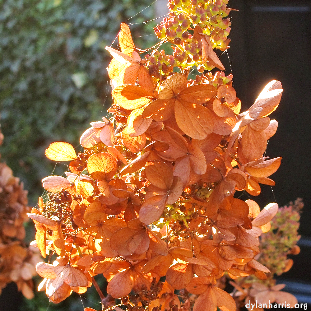 image: This is &lsquo;flower (xix) 3&rsquo;.