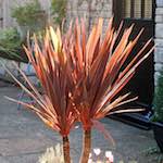 image: Image from the photoset &lsquo;flower (xix)&rsquo;.