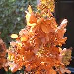 image: Image from the photoset &lsquo;flower (xix)&rsquo;.