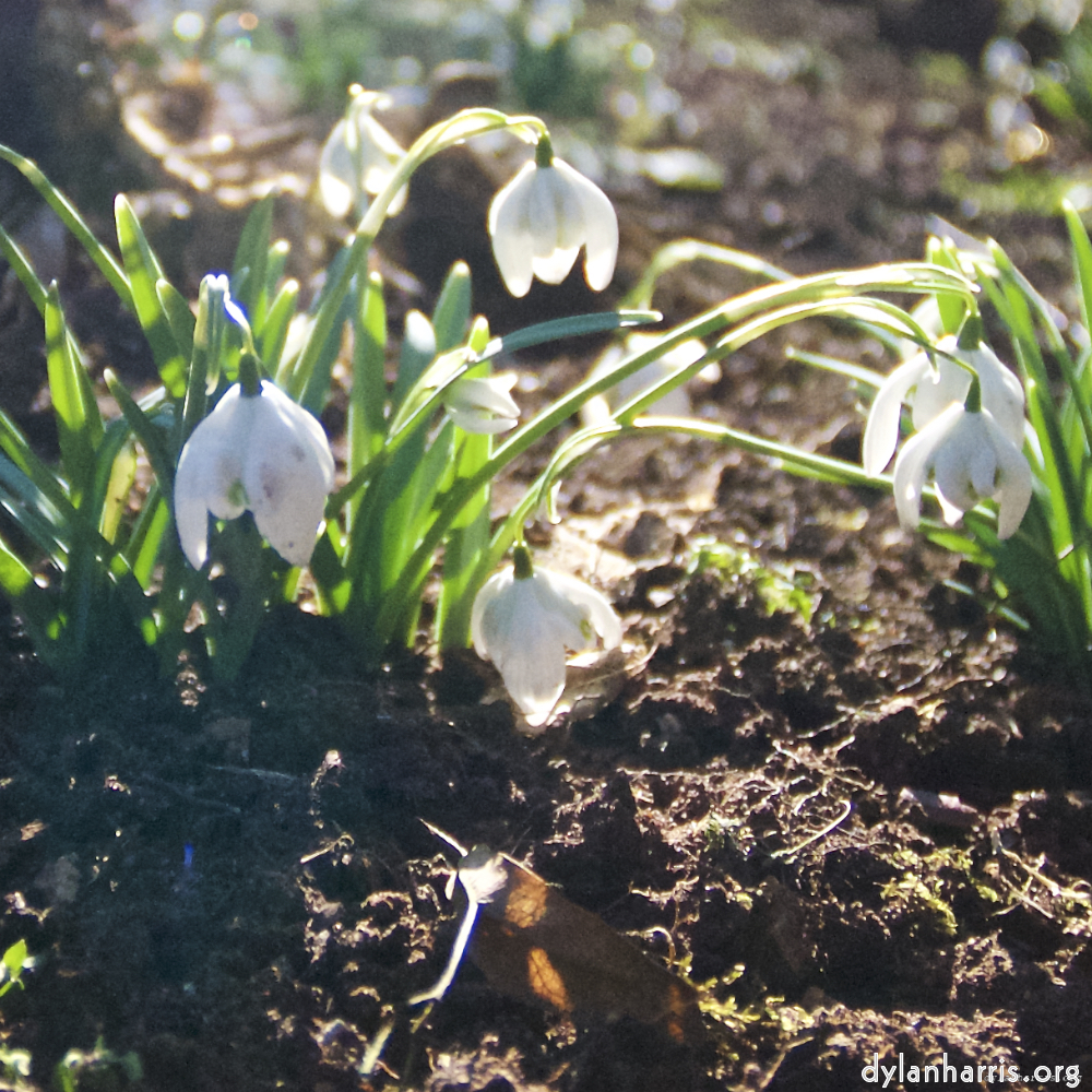 Image: Image 'parc (xxiii) 3'.