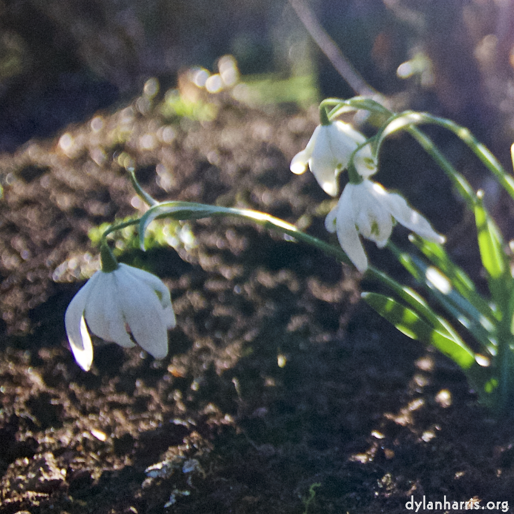 Image: Image 'parc (xxiii) 6'.