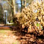 Image: Second image from the photoset 'parc (xxiii)'.