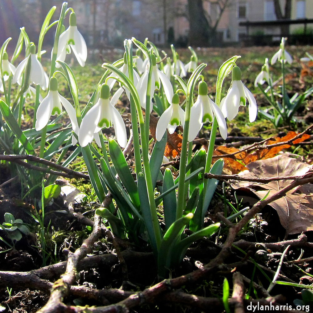 image: This is &lsquo;escher blummen (cxviii) 1&rsquo;.