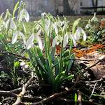 image: Image from the photoset &lsquo;escher blummen (cxviii)&rsquo;.