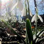 image: eng Schn&eacute;igl&auml;ckelchen