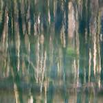 image: Image from the photoset &lsquo;wood (xxxii)&rsquo;.