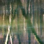 image: Image from the photoset &lsquo;wood (xxxii)&rsquo;.