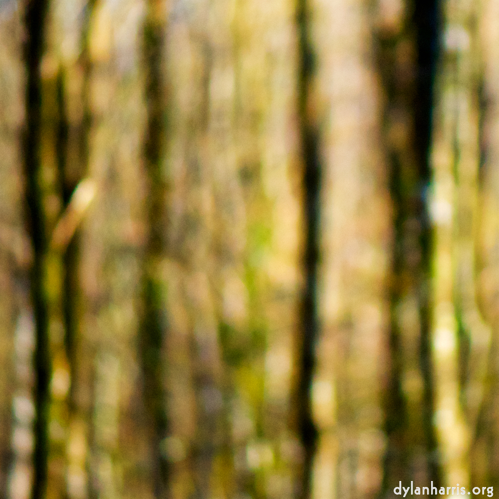 image: This is &lsquo;wood (xxxiii) 7&rsquo;.