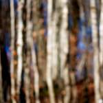 image: Image from the photoset &lsquo;wood (xxxiii)&rsquo;.