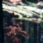 image: Image from the photoset &lsquo;wood (xxxiii)&rsquo;.