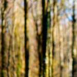 image: Image from the photoset &lsquo;wood (xxxiii)&rsquo;.