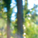 image: Image from the photoset &lsquo;wood (xxxiii)&rsquo;.